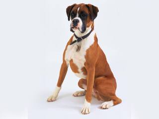 Akc Brindle Boxer For Stud - Dog Breeders