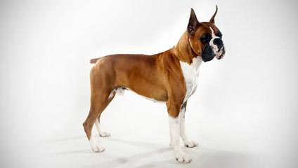 Cimarron European Boxers - Dog Breeders