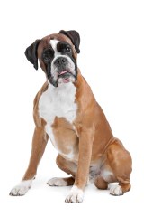 Aker’s Precious Boxers - Dog Breeders