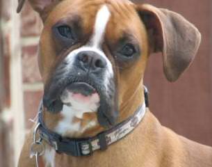 Quality Boxers At Foggy Bottom Ranch - Dog Breeders