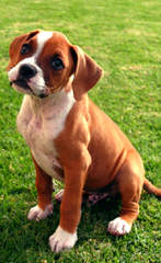 Longislandsweetiesboxers - Dog and Puppy Pictures