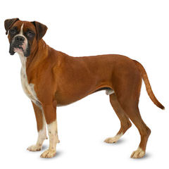 Quality Boxers At Foggy Bottom Ranch - Dog Breeders