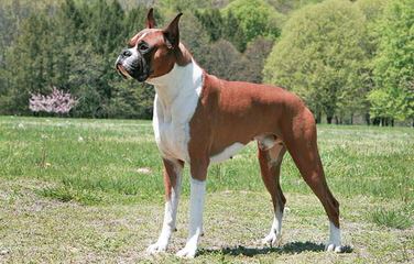 Earharts Boxers - Dog Breeders