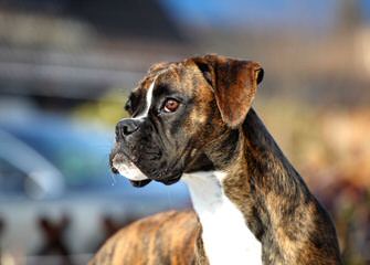 Beautiful Bernese Boxers - Dog Breeders