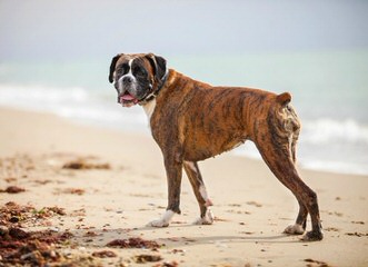 Adorable Boxers - Dog Breeders