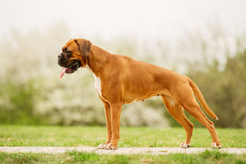 Boxers & Nebolish Of Jaderanch - Dog and Puppy Pictures