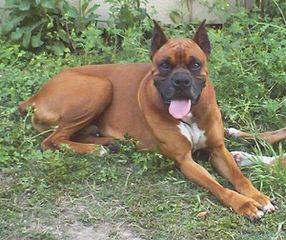 Beautiful Boxer Puppies - Dog and Puppy Pictures