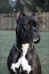 Akc Boxer Puppies - Dog Breeders