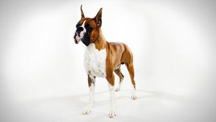 Aker’s Precious Boxers - Dog Breeders