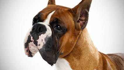 1 Boxer Dog For Sale - Dog Breeders