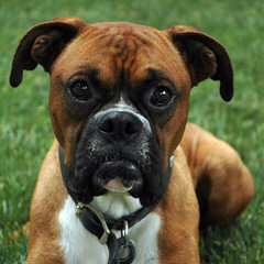 St. Pete, Fl Male Boxer For Breed - Dog Breeders