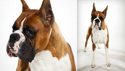 Big Boxer Babies - Dog Breeders