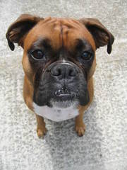 Boxer Pups For The Pacific Northwest - Dog Breeders