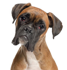 Cimarron European Boxers - Dog Breeders