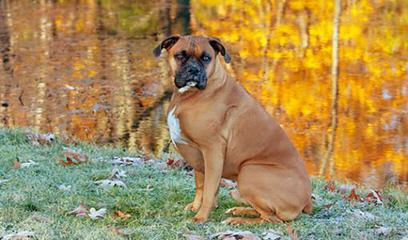 Reverse Brindle Female Boxer - Dog Breeders