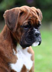 Akc Boxer Puppy Dogs - Dog Breeders