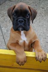 St. Pete, Fl Male Boxer For Breed - Dog and Puppy Pictures