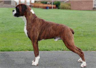 Akc Brindle Boxer For Stud - Dog Breeders