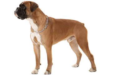 Akc Fawn Boxers - Dog Breeders