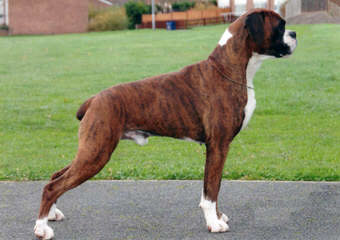 Akc Brindle Boxer For Stud - Dog Breeders