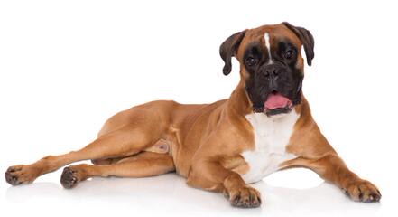 Rippling Spring Puppies, Boxers That Will Warm Your Life - Dog Breeders