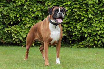 Aker’s Precious Boxers - Dog Breeders