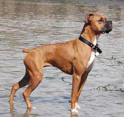 Whorton boxers - Dog Breeders