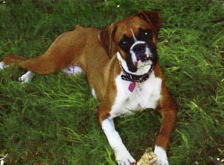 Boxer Puppies - Dog Breeders