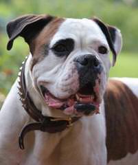 Boxers & Nebolish Of Jaderanch - Dog Breeders