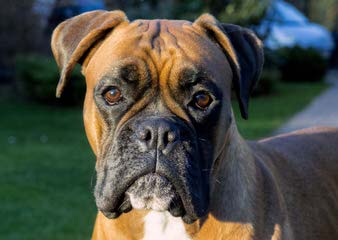 Akc Boxer Stud - Dog Breeders