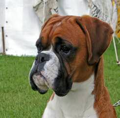 Shikoba Boxers - Dog Breeders