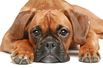 Boxer Pupps For Sale - Dog Breeders