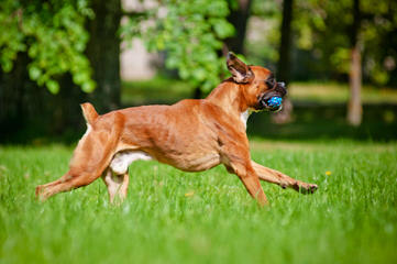 Winn Creek Boxers - Dog Breeders