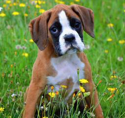 Akc Boxer Puppy Dogs - Dog Breeders