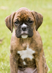 Reverse Brindle Female Boxer - Dog Breeders