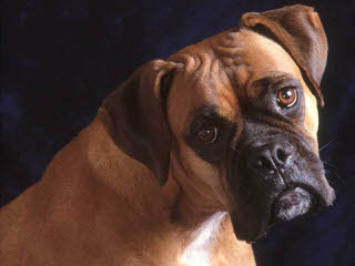 Boxer Pups For The Pacific Northwest - Dog Breeders