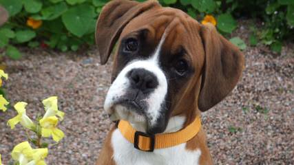 WhiteCrest Boxer - Dog and Puppy Pictures