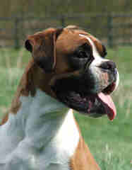 Looking For Female Boxer To Breed My Male With - Dog Breeders