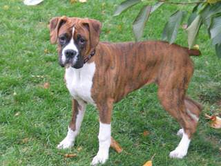 Reverse Brindle Female Boxer - Dog Breeders