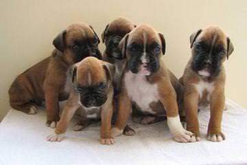 Cimarron European Boxers - Dog and Puppy Pictures