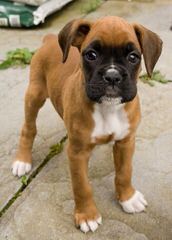 Akc Boxer Puppies - Dog Breeders