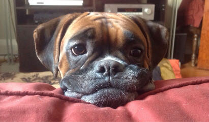 Boxers Pups For Sale - Dog Breeders