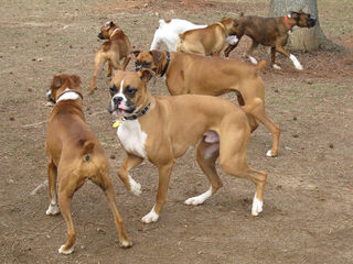 Boxer Pups For The Pacific Northwest - Dog and Puppy Pictures