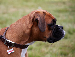 Akc Boxer Puppy Dogs - Dog Breeders