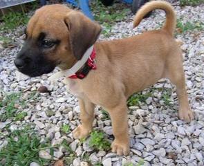 Cimarron European Boxers - Dog and Puppy Pictures