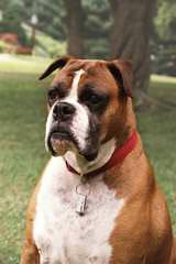 Cedar Creek Boxers - Dog and Puppy Pictures