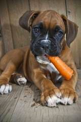 Ohio Valley Boxers - Dog and Puppy Pictures