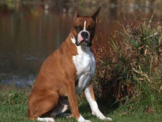 Dillards Beautiful Boxers (Ckc) - Dog Breeders