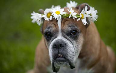 Boxers - Dog and Puppy Pictures