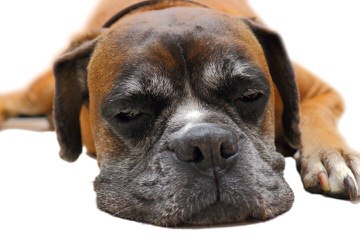 Crazy About Boxers 386 - Dog Breeders